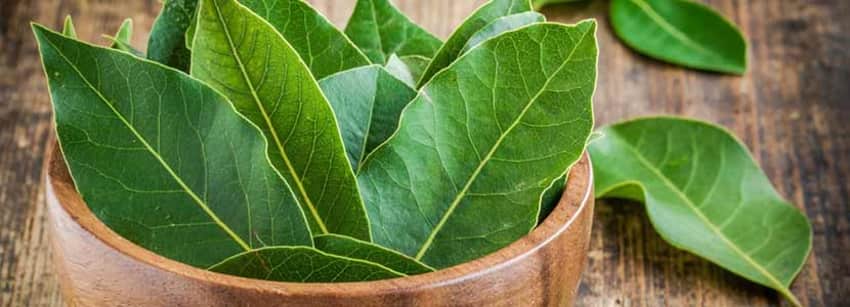 Beneficiile frunzelor de dafin - NaturaMed