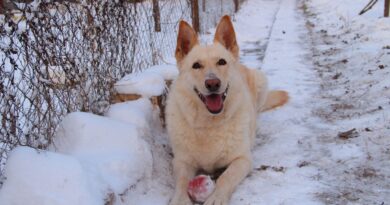 Diaree la pisici u2013 Cand sa mergi la medicul veterinar - NaturaMed