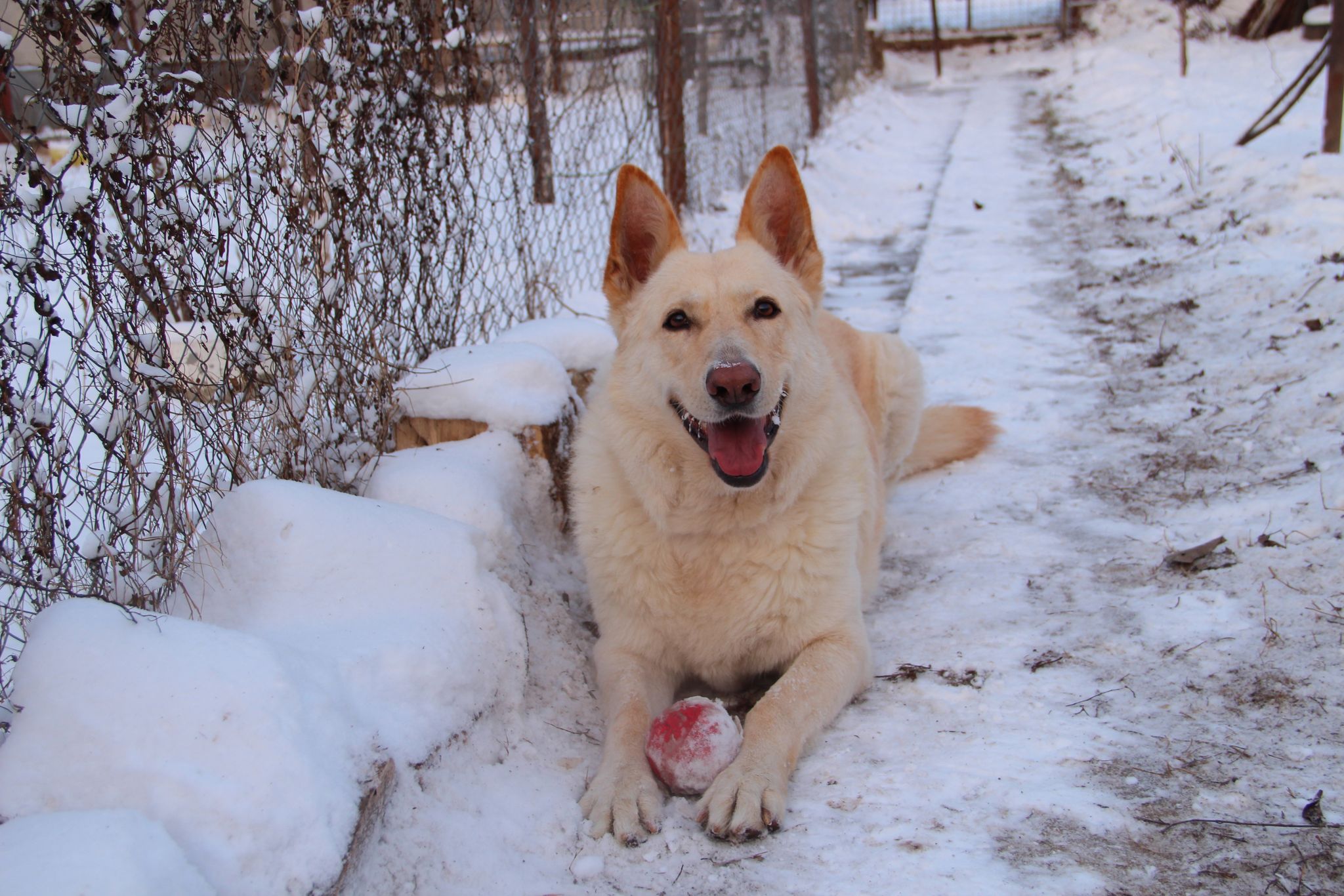 10 lucruri pe care le poti face pentru a-ti proteja cainele in timpul iernii