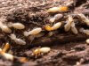 Cum să scapi de termite în mod natural: modalități eficiente care funcționează cu adevărat