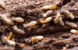 Cum să scapi de termite în mod natural: modalități eficiente care funcționează cu adevărat