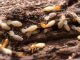 Cum să scapi de termite în mod natural: modalități eficiente care funcționează cu adevărat