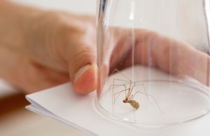 Cum să scapi în siguranță de păianjeni din casa ta