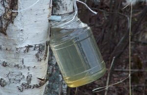 Seva de mesteacăn – Beneficii și proprietăți pentru sănătate