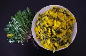 14 beneficii uimitoare pentru sănătate ale păpădiei