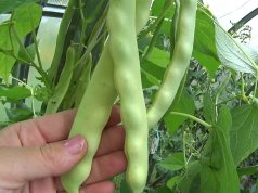 Îngrășământ fasole verde: Trucuri pentru o recoltă abundentă