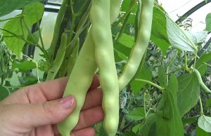 Îngrășământ fasole verde: Trucuri pentru o recoltă abundentă