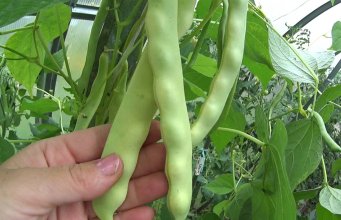 Îngrășământ fasole verde: Trucuri pentru o recoltă abundentă