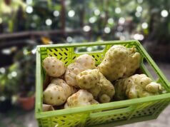 Noni peruan – leac miraculos exotic sau modă supraevaluată?