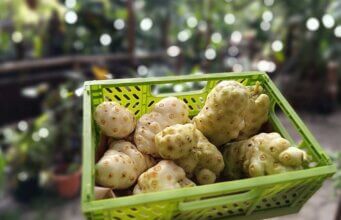 Noni peruan – leac miraculos exotic sau modă supraevaluată?