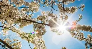 De ce primăvara este momentul ideal pentru o adevărată reînnoire?